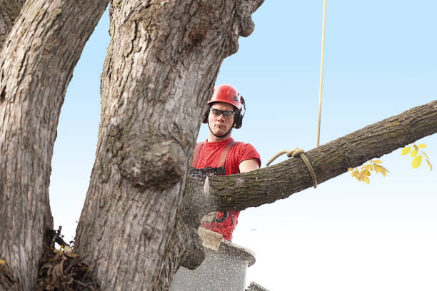 Best Hazardous Tree Removal  in River Ridge, FL